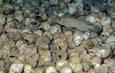 Lamprologus callipterus 'Karilani Island'